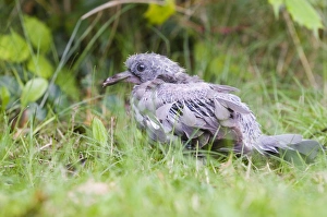 Woodpigeon Columba palumbus juvenile (squab) just out of the nest in suburban garden