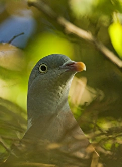Wood Pigeon Columba palumbus Norfolk