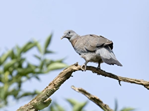 Woodpigeon Columba palumbus (squab) fledgling not long out of the nest July UK Woodpigeon Columba palumbus (squab) fledgling not long out of the nest July UK