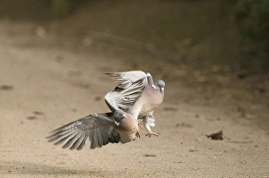 Aggression Prints: Woodpigeons Columba palumbus fighting Glos winter