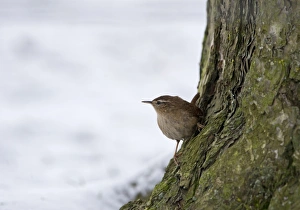 Troglodytes Troglodytes Prints: Wren Troglodytes troglodyres Norfolk winter