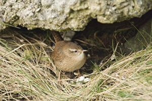 Wren Prints: Wren Troglodytes troglodytes in garden UK winter