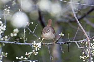 Wren Troglodytes troglodytes in in Blackthorn in spring Norfolk spring Wren Troglodytes troglodytes in in Blackthorn in spring Norfolk spring