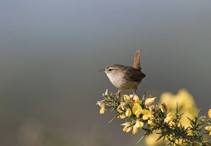 Wren Troglodytes troglodytes Norfolk April