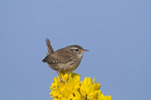 Troglodytes Troglodytes Prints: Wren Troglodytes troglodytes Norfolk April