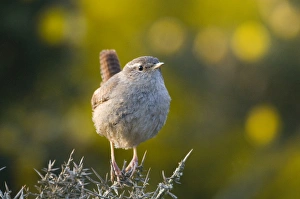 Wren Prints: Wren Troglodytes troglodytes Norfolk spring
