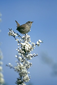 Sing Prints: Wren, Troglodytes troglodytes, in song, Kent, UK, spring