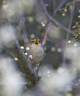 Wren Troglodytes troglodytes in song in Blackthorn Norfolk spring Wren Troglodytes troglodytes in song in Blackthorn Norfolk spring