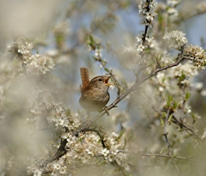 Wren, Troglodytes troglodytes, in song, Kent, UK, spring