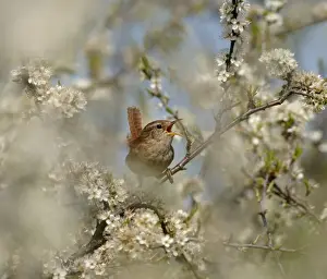 Sing Prints: Wren Troglodytes troglodytes in song amongst Blackthorn Kent spring