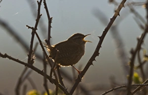 Wren Troglodytes troglodytes in song at dawn Norfolk April