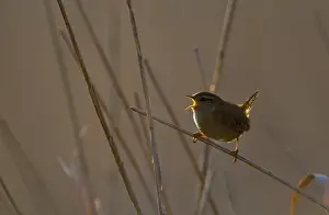 Wren Troglodytes troglodytes in song at dawn Norfolk April