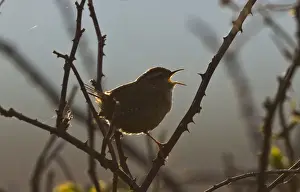 Sing Prints: Wren Troglodytes troglodytes in song at dawn Norfolk April