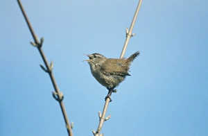 Wren, Troglodytes troglodytes, in song, Kent, UK, spring