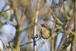 Wren Troglodytes troglodytes Norfolk April