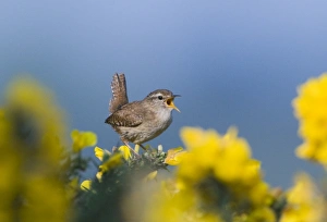 Wren Troglodytes troglodytes Norfolk April