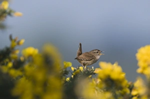 Wren Troglodytes troglodytes in song Norfolk April
