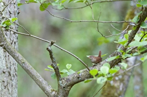 Wren Troglodytes troglodytes Norfolk April