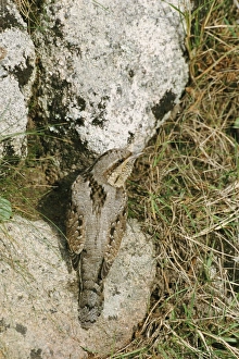 Wryneck Jynx torquila autumn migrant Isles of Scilly October Wryneck Jynx torquila autumn migrant Isles of Scilly October