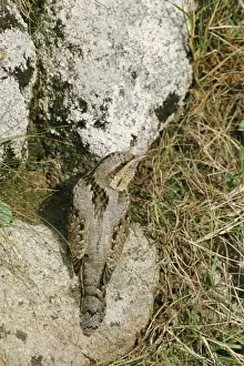 Wryneck Jynx torquila autumn migrant Isles of Scilly October