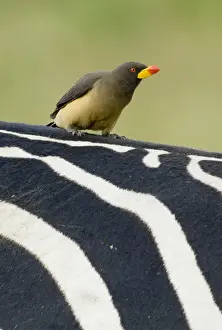 East Africa Prints: Yellow-billed Oxpecker Buphagus africanus on Zebra in Masai Mara Kenya