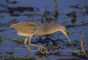 Bittern Prints: Yellow Bittern Bharatpur India winter