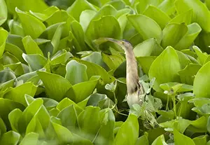 Images Dated 2009 March: Yellow Bittern Ixobrychus sinensis Candaba Marsh Luzon Philippines