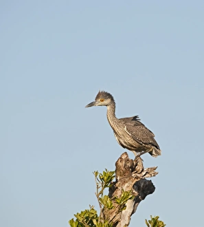 Yellow-crowned Night Heron Nyctanassa violacea immature Florida Everglades Yellow-crowned Night Heron Nyctanassa violacea immature Florida Everglades