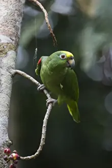 Neotropical Prints: Yellow-crowned Parrot Amazona ochrocephala Iquitos Peru