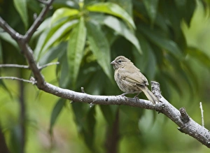 Yellow-faced Grassquit Tiaris olivacea female Savegre Costa Rica Yellow-faced Grassquit Tiaris olivacea female Savegre Costa Rica