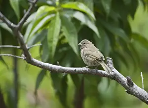 Savegre Prints: Yellow-faced Grassquit Tiaris olivacea female Savegre Costa Rica