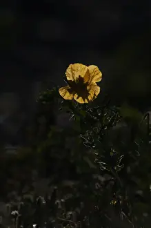 Plant Prints: Yellow-horned poppy growing on beach Cley Norfolk summer
