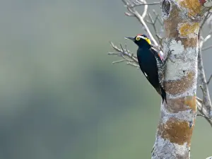 Neotropical Prints: Yellow-tufted Woodpecker Melanerpes cruentatus Amazon Peru
