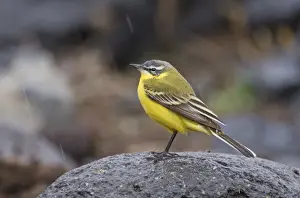 Yellow Wagtail Motacilla flava Kazbegi Great Caucasus Georgia April