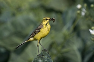 Yellow Wagtail Motacilla flava male with food for young in nest under cabbage leaf Yellow Wagtail Motacilla flava male with food for young in nest under cabbage leaf