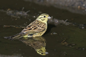 Yellowhammer Emberiza citrinella female bathing in puddle Norfolk spring