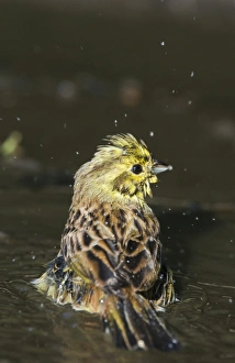 Yellowhammer Emberiza citrinella female bathing in puddle Norfolk spring Yellowhammer Emberiza citrinella female bathing in puddle Norfolk spring