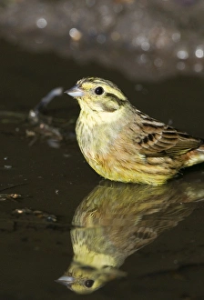 Yellowhammer Emberiza citrinella female bathing in puddle Norfolk spring