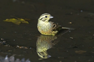 Yellowhammer Emberiza citrinella female bathing in puddle Norfolk spring