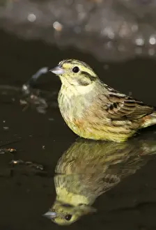 Yellowhammer Emberiza citrinella female bathing in puddle Norfolk spring