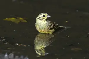 Yellowhammer Emberiza citrinella female bathing in puddle Norfolk spring