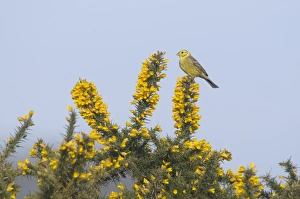Yellowhammer Emberiza citrinella Norfolk April