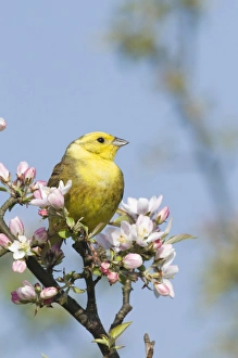 Yellowhammer Emberiza citrinella Norfolk April