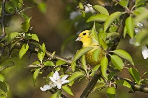 Yellowhammer Emberiza citrinella Norfolk April