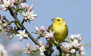 Yellowhammer Emberiza citrinella Norfolk April