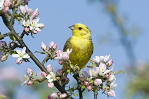 Yellowhammer Emberiza citrinella Norfolk April