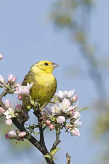 Yellow Hammer Prints: Yellowhammer Emberiza citrinella male Norfolk April