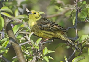 Yellowhammer Emberiza citrinella Norfolk April