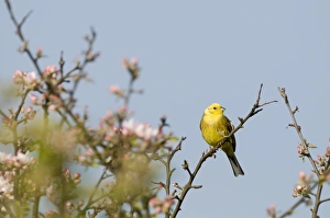 Yellowhammer Emberiza citrinella Norfolk April