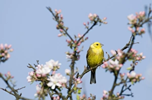 Yellowhammer Emberiza citrinella Norfolk April
